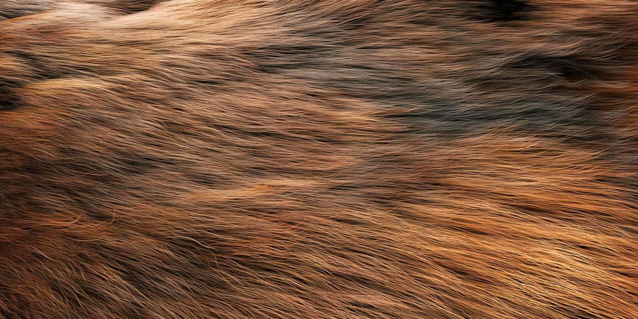 3D Dog Fur