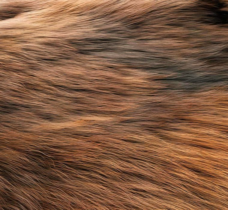 3D Dog Fur