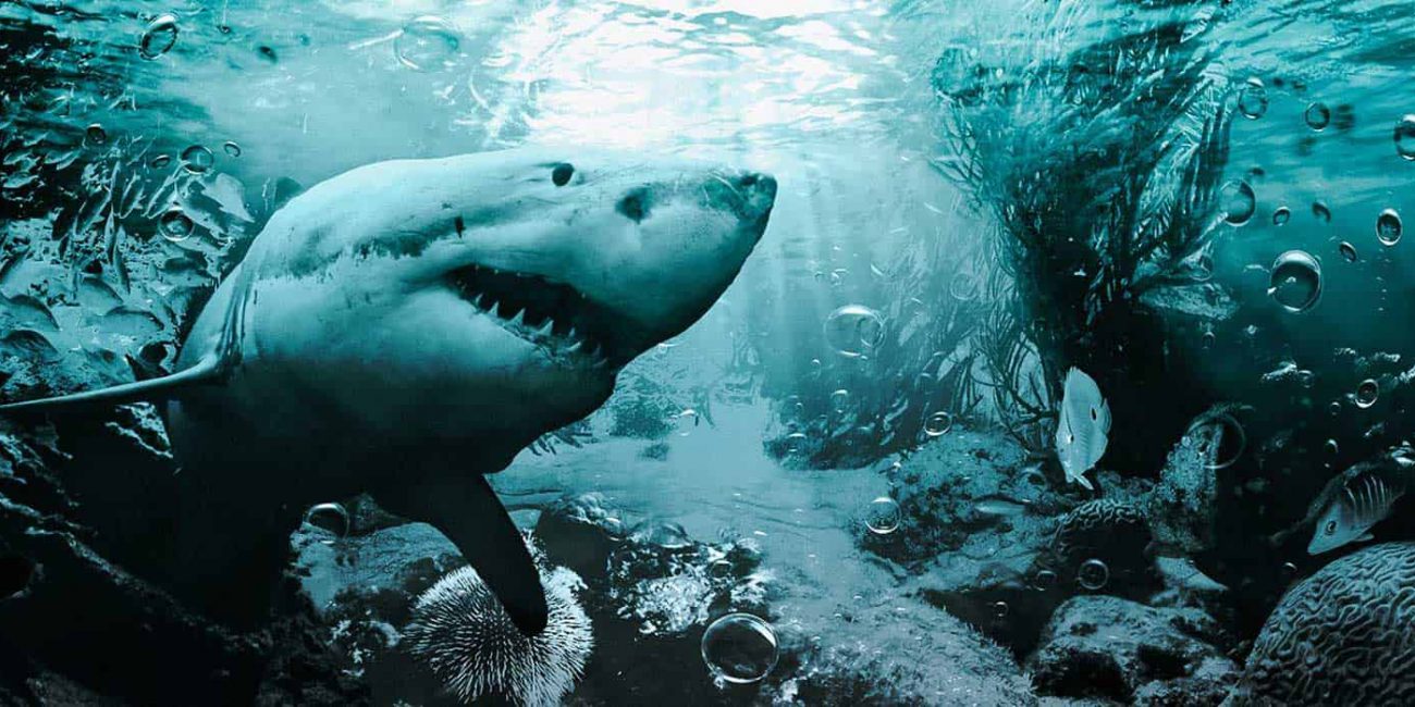 Underwater Shark - Digital Art