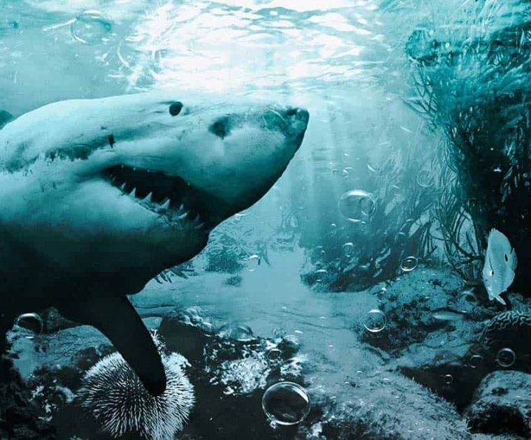 Underwater Shark - Digital Art