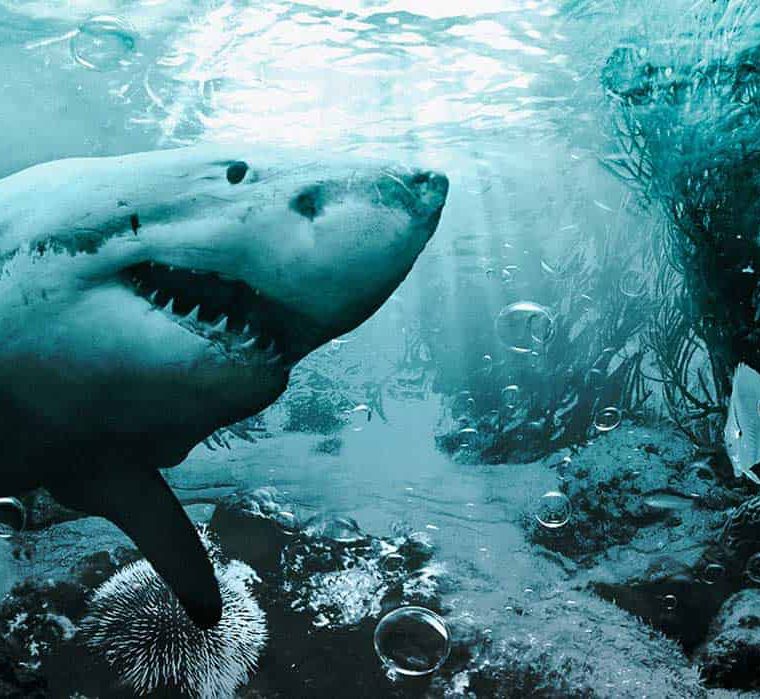Underwater Shark - Digital Art